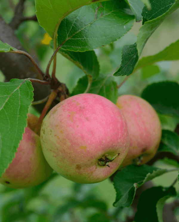 Crabapple Scions – Chestnut – Darden's Gardens Inc.