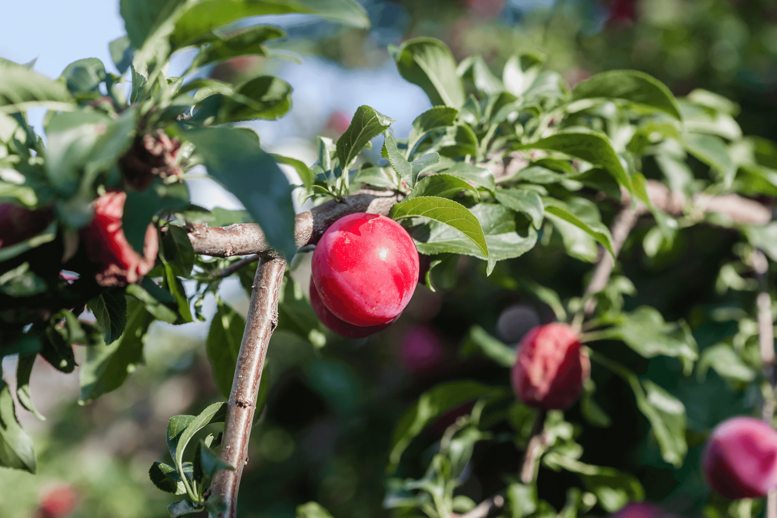 Plum Scions – Methley (Japanese) – Darden's Gardens Inc.