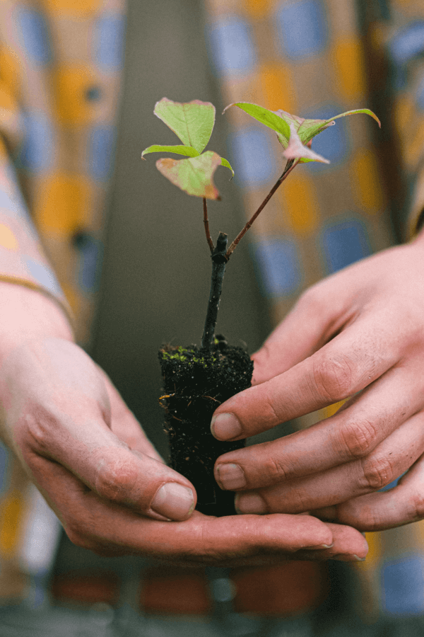 Person Holding Plant Plug